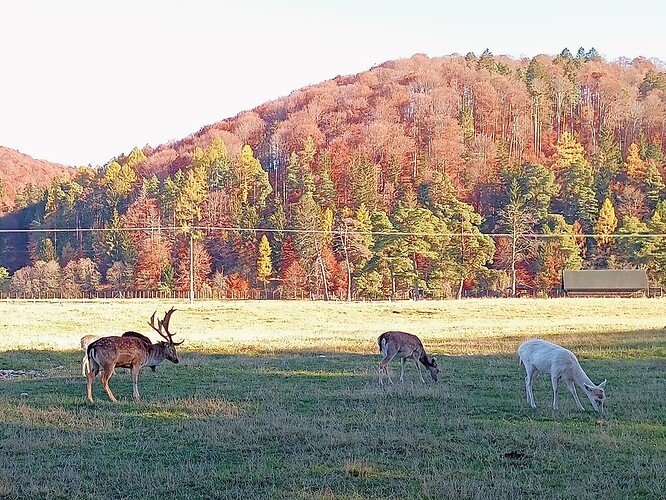 IMG_20251101_145328_831~2