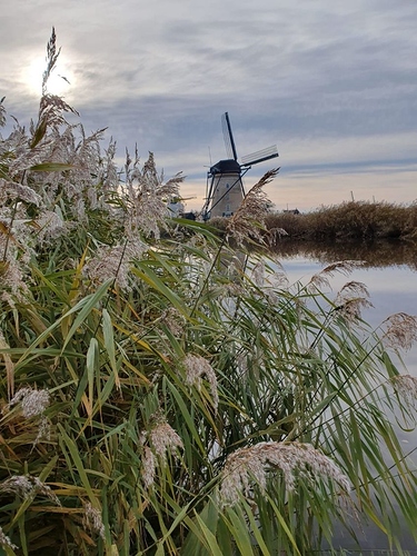 Kinderdijk%20morgens