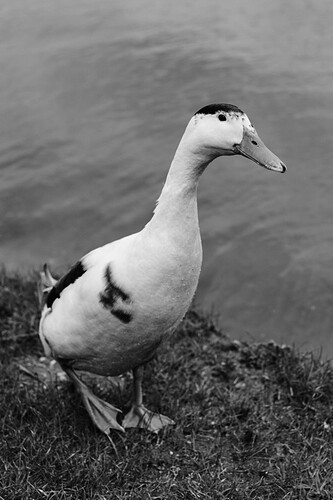 Ente schwarzweiss