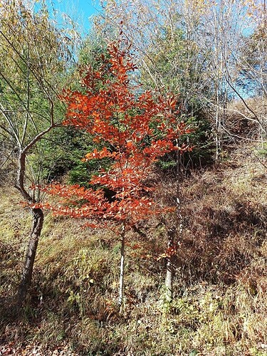 IMG_20251101_112050_947